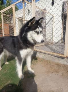 Husky