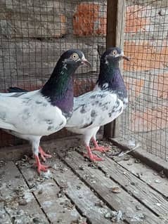 Royal Teddi breeder pair