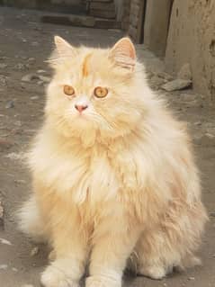 persian cat for sale