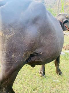 qurbani k ley beflow dondi fresh