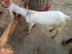 bakriii for sale