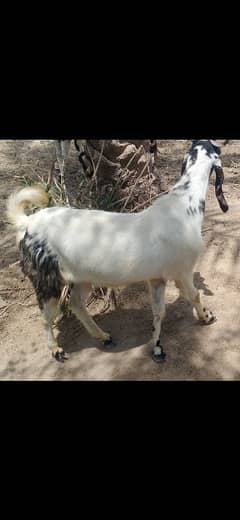 65,000 sy 120,000 serious buyers contact with me