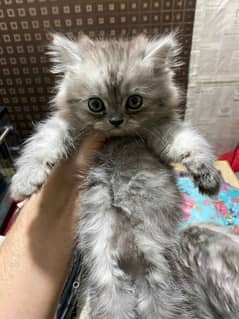 female kitten fro sale
