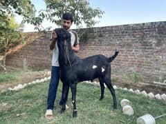 Amritsari breeder buck
