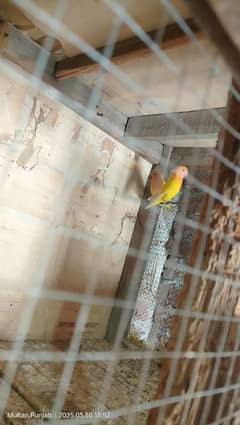fishers love birds  yellow and green both male and female