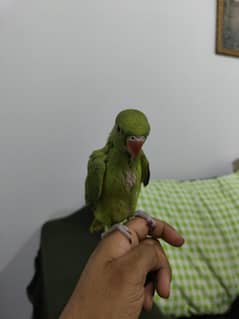 ringneck chick