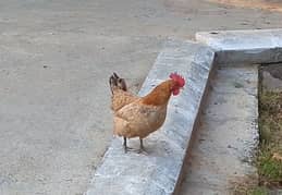 Mesri