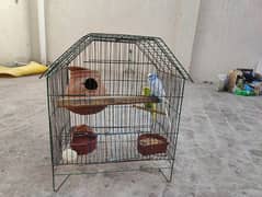 exhibition and under exhibition pairs with cages