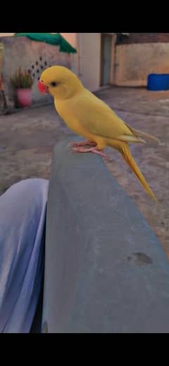 Yellow Ringneck handtame male