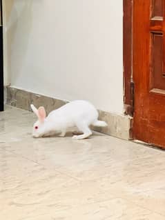 3 Baby rabbits