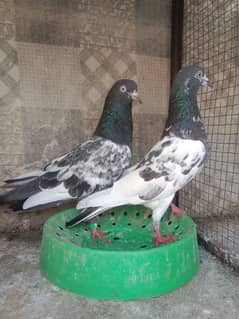 teddy pair