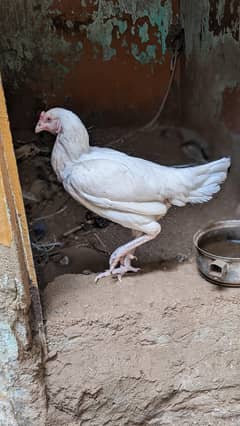 Aseel mianwali, Aseel mushka, Aseel heera for sale