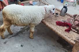 Dumba