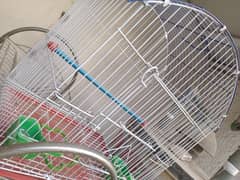 parrot