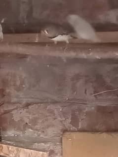 zebra finches