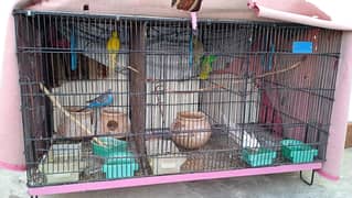 Budgies with Cage and eveything