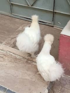 Silki Hens Pair