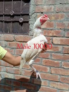 heera aseel/paper white/patha/pathi/high quality