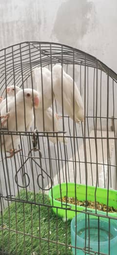 albino red eyes