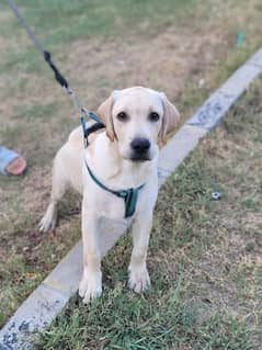 Labrador