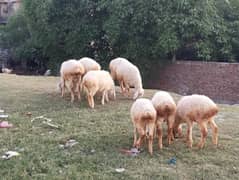 Sheeps