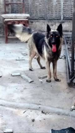 American Alsatian