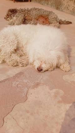 Maltese dog