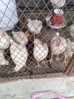 white leyar chick