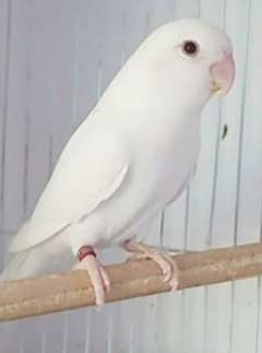 Albino