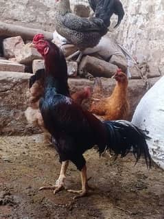 Lakha Aseel Murgha