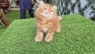 Persian