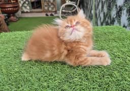 Persian