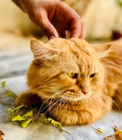 Persian 5 Coated Male Urgent For sale