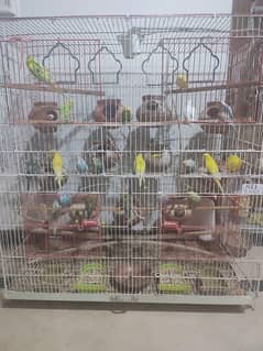 Australian Budgies