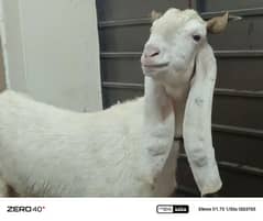 goat