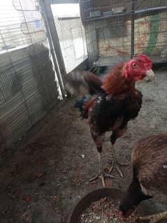 aseel piar hen with chiks