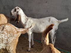 assalam o alaikum sir  qurbani 2025 03314100415