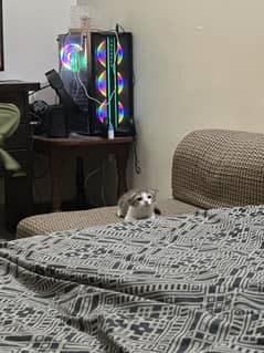 Kitten for free