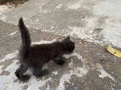 persian