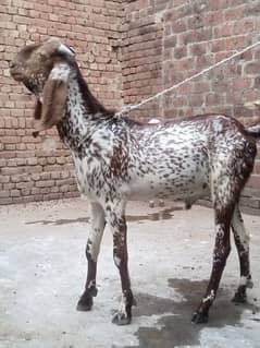 makhi cheena bakra or beetal path for sale 0310-7286943