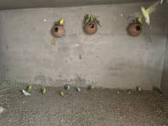 Australian parrots