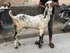desi bakry