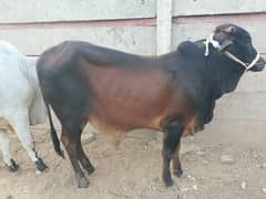 For Qurbani