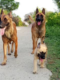 Belgian Malinois puppies