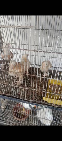 Golden heavy buff chicks (hens bhi hain)