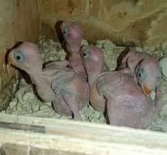 03 three chicks ri ng nec k