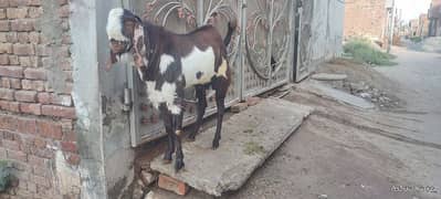 Bakkra for sale