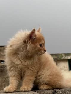 Persian