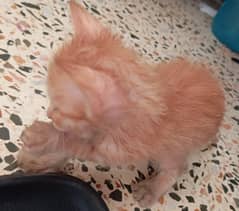 Single Coated Persian Kitten For sale