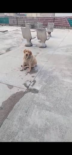 Labrador